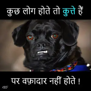 free best hindi meme dog